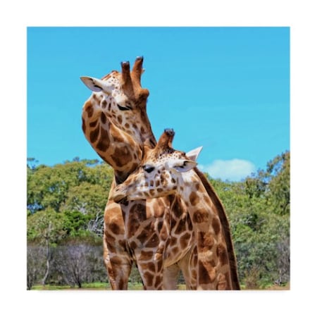 Incredi 'Two Giraffes Wildlife' Canvas Art,35x35